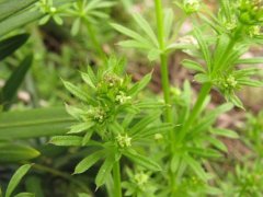 百草枯退市，這個(gè)藥將扛起除草大任，除草快，死草徹底，價(jià)格便宜